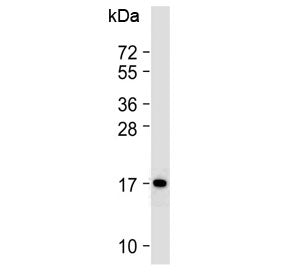 Cox4i1 Antibody / Cox IV-1