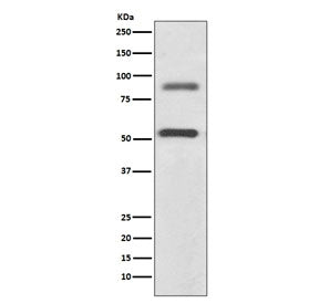 Western blot testing human SH-SY5Y cell lysate with DCLK1 antibody. Predicted molecular weight ~82/4