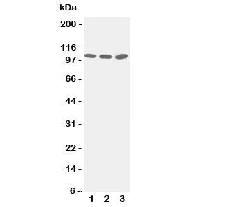 ZO-3 Antibody