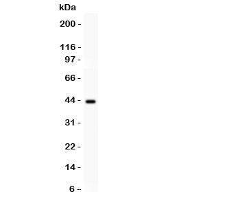 Western blot testing of SERPINB2 antibody and human placenta lysate. Predicted/observed size ~43KD