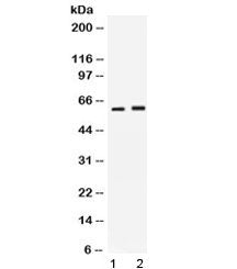 SCTR Antibody