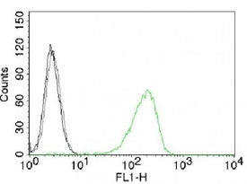 FACS testing of K562 cells with Alexa Fluor 488 conjugated Transferrin receptor antibody (green) and