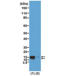 Western blot test of acid extracts of HeLa cells treated (1) or non-treated (2) with Nocodazole, usi
