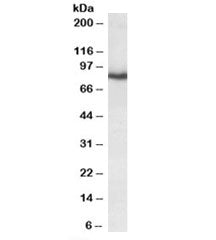 Western blot testing of mouse brain lysate with KCNC3 antibody at 0.3ug/ml. Predicted molecular weig