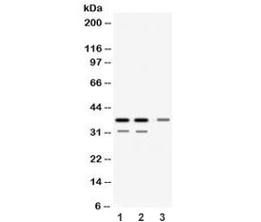 DDAH1 Antibody