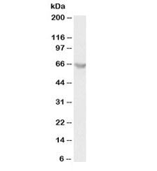 Western blot testing of human K562 lysate with PLK antibody at 1ug/ml. Predicted molecular weight ~6