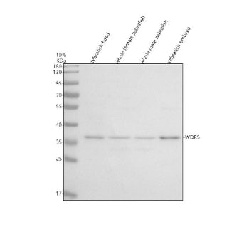 Western blot analysis of Wdr5 protein using Zebrafish Wdr5 antibody and 1) zebrafish head, 2) whole 