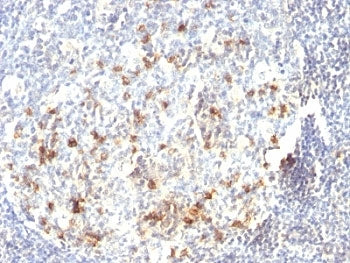 IHC analysis of formalin-fixed, paraffin-embedded human tonsil stained with CD57 antibody (clone HNK