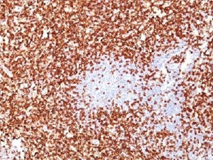 CD45RO Antibody Cocktail (T-cell marker)