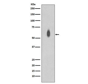 Western blot testing of lysate from EGF-treated human HEK293 cells with phospho-c-Myc antibody. Theo