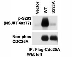 Western blot testing of phospho-CDC25A antibody and cells transfected with wild type or mutant S293A