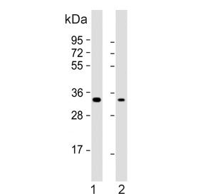 Western blot testing of human 1) HeLa and 2) PC-3 cell lysate with PI15 antibody. Predicted molecula