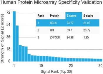 Protein array validation of the Bcl6 antibody: Analysis of HuProt(TM) microarray containing more tha