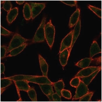 Immunofluorescent staining of PFA-fixed human HeLa cells using Neurogenin 3 antibody (green, clone P