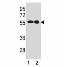 Src Antibody