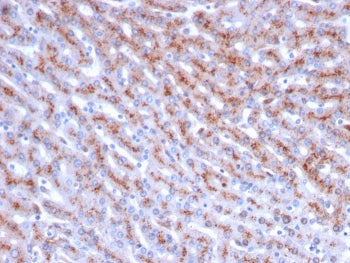 IHC staining of FFPE human liver with Cathepsin D antibody (clone CTSD/3083). HIER: boil tissue sect