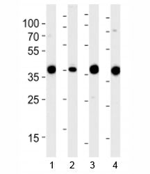 Western blot analysis of lysate from 1) 293, 2) RD, 3) mouse NIH3T3 and 4) rat L6 cell line using Al