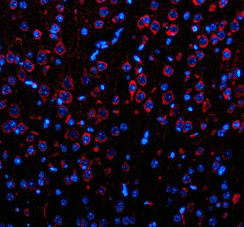 Immunofluorescent staining of OPN3 using anti-OPN3 antibody. OPN3 was detected in a paraffin-embedde