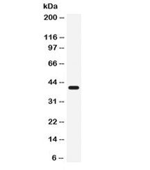 CD55 Antibody