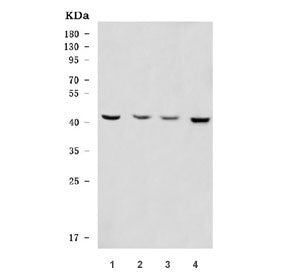 OLIG2 Antibody