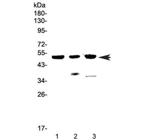 Western blot testing of 1) human MCF7, 2) rat heart and 3) mouse heart lysate with HTRA1 antibody at