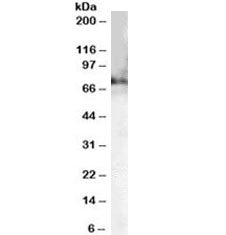 Western blot testing of mouse brain lysate with Choline acetyltransferase antibody at 0.2ug/ml. Pred