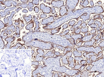 IHC staining of FFPE human placental tissue with TFPI2 antibody (clone TFPI2/13025). Inset: PBS used