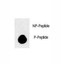 Phospho-LC3B Antibody (pT93/Y99)