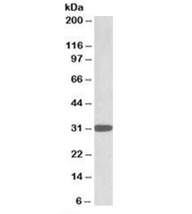 Western blot testing of K562 lysate with TIPRL antibody at 1ug/ml. Predicted/observed molecular weig