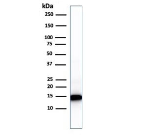 Western blot testing of human heart lysate with Cytochrome C antibody (clone 7H8.2C12). Predicted mo