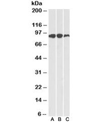 Aconitase 2 Antibody