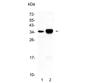 CA4 Antibody / Carbonic Anhydrase 4