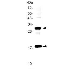 Western blot testing of rat PC-12 cell lysate with IL-17F antibody at 0.5ug/ml. Predicted molecular 