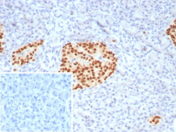 IHC staining of FFPE human pancreas tissue with PAX6 antibody (clone PAX6/7729). Inset: PBS used in 