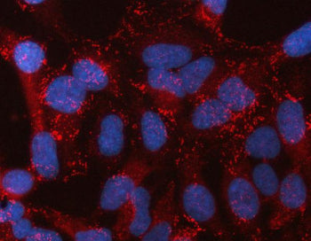 Immunofluorescent staining of FFPE human HeLa cells with STON2 antibody (red) and DAPI nuclear stain