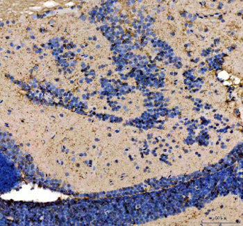 IHC staining of FFPE zebrafish cerebellum tissue with Zebrafish Atg5 antibody, HRP secondary and DAB
