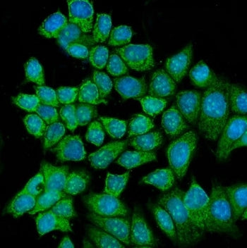 Immunofluorescent staining of FFPE human MCF7 cells with RCC2 antibody (green) and DAPI nuclear stai