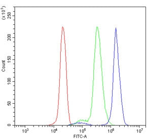 Flow cytometry testing of human U937 cells with BHMT antibody at 1ug/million cells (blocked with goa