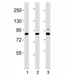 Suz12 Antibody
