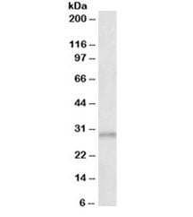 Western blot testing of human cerebral cortex lysate with AES antibody at 0.3ug/ml. Predicted molecular weight: ~22 kDa (AES-1), ~29 kDa (AES-2).