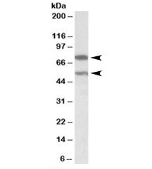 PRODH Antibody