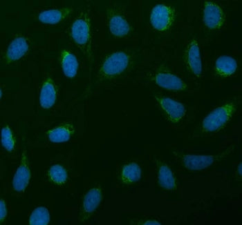 Immunofluorescent staining of FFPE human U-2 OS cells with SDHA antibody (green) and DAPI nuclear st
