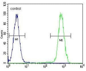 Flow cytometry testing of human HeLa cells with HSC70 antibody; Blue=isotype control, Green= HSC70 a