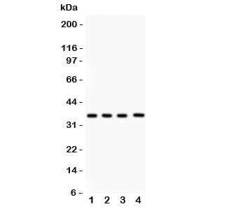 PBK Antibody