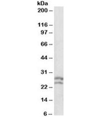 BCL2 Antibody