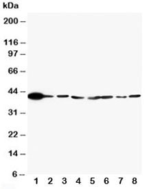 ERK2 Antibody