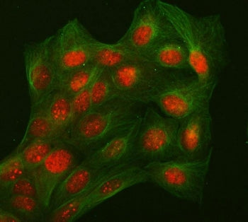 Immunofluorescent staining of FFPE human U-2 OS cells with L3MBTL2 antibody (red) and Beta Tubulin m