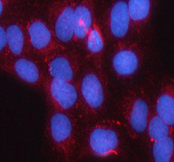 Immunofluorescent staining of SMC1B using anti-SMC1B antibody (red). SMC1B was detected in an immuno