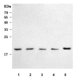 PMIS2 Antibody