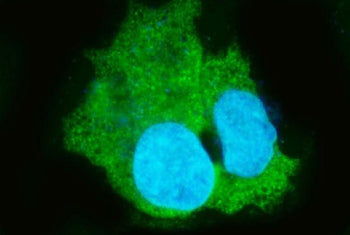 Immunofluorescent staining of FFPE human HepG2 cells with Carboxylesterase 1 antibody (green) and DA